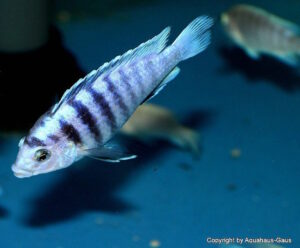 Labidochromis chisumulae
